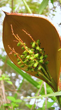 Image of Bactris glassmanii Med.-Costa & Noblick ex A. J. Hend.