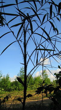 Image of Bactris glassmanii Med.-Costa & Noblick ex A. J. Hend.