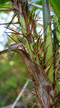 Image of Bactris glassmanii Med.-Costa & Noblick ex A. J. Hend.