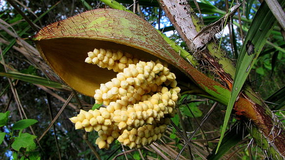 Image of Bactris glassmanii Med.-Costa & Noblick ex A. J. Hend.