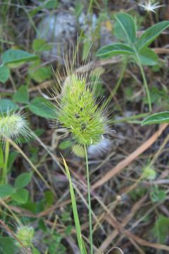 Image of Bristly dogstail grass