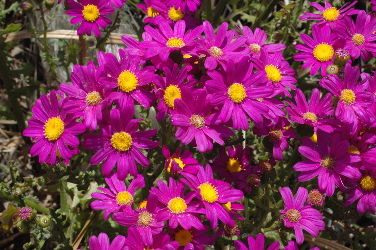 Image of redpurple ragwort