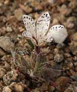 Image of Great Basin langloisia