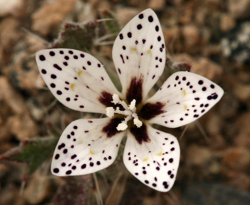 Image of Great Basin langloisia