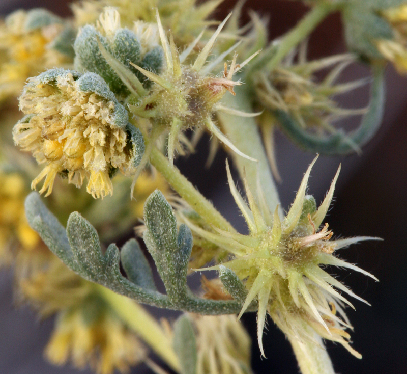 Ambrosia dumosa (A. Gray) Payne的圖片