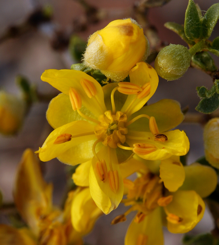 Image of creosote bush