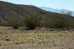 Image of smooth desertdandelion