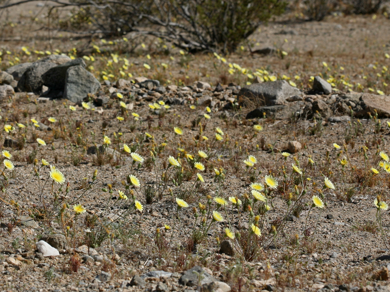 Image of smooth desertdandelion