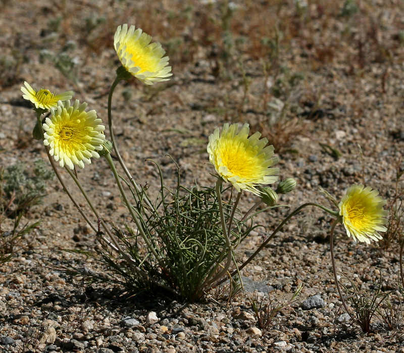 Image of smooth desertdandelion