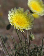 Image of smooth desertdandelion