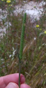 Plancia ëd Phleum subulatum (Savi) Asch. & Graebn.