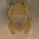 Image of Phyllodytes Wagler 1830