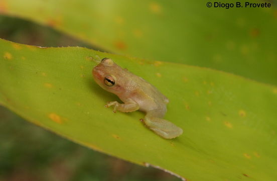 Слика од Phyllodytes luteolus (Wied-Neuwied 1821)