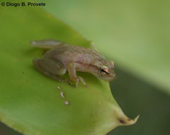 Image of Phyllodytes luteolus (Wied-Neuwied 1821)