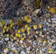 Image de Eriophyllum pringlei A. Gray