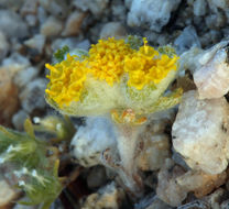 Image of Pringle's woolly sunflower