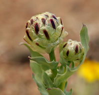 Image of snake's head