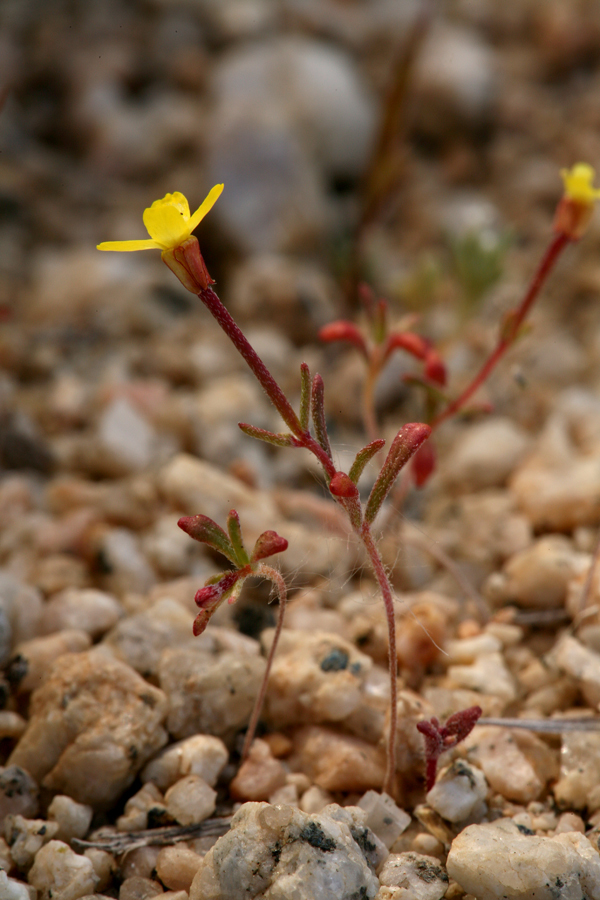 Image of little wiry suncup