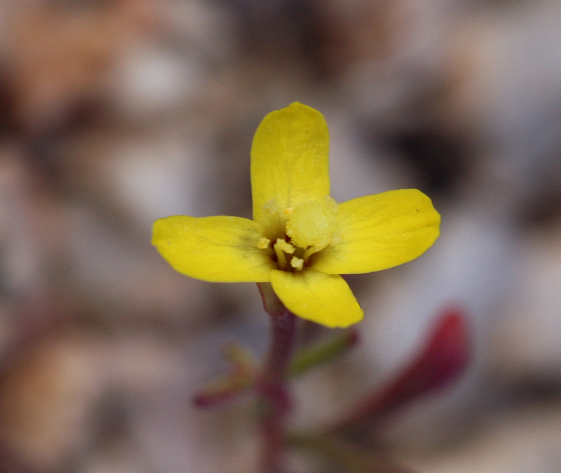 Image of little wiry suncup