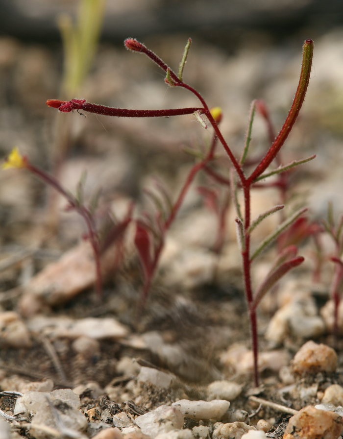 Image of little wiry suncup