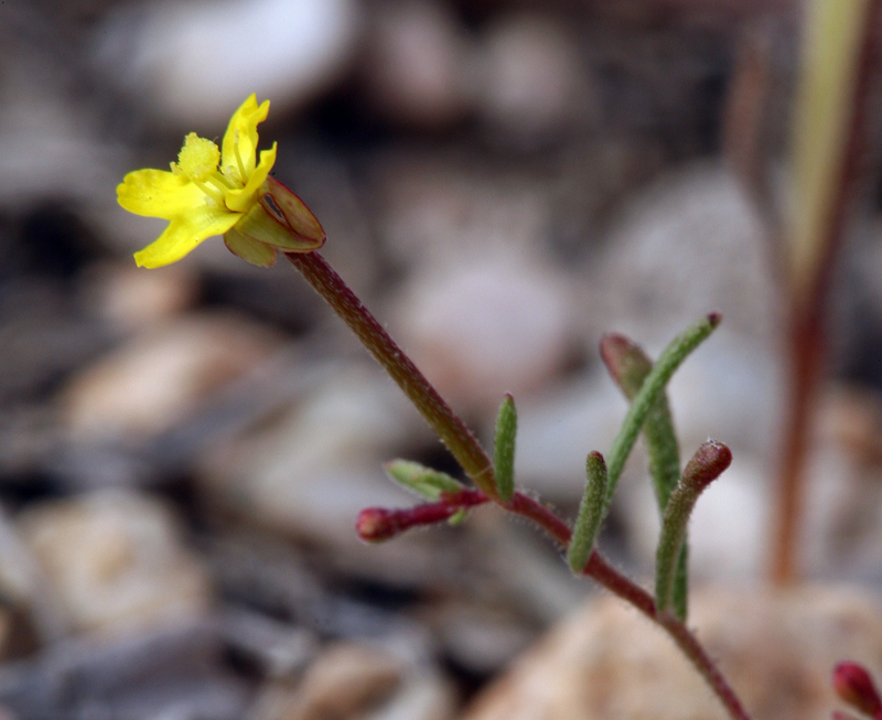 Image of little wiry suncup