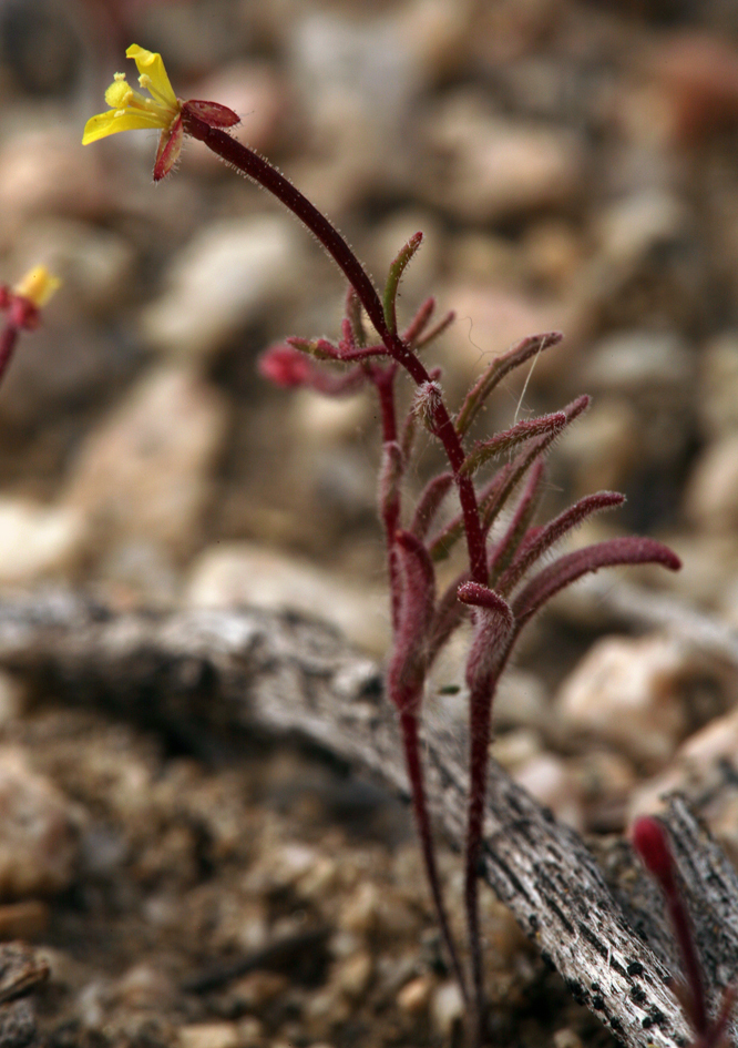 Image of little wiry suncup