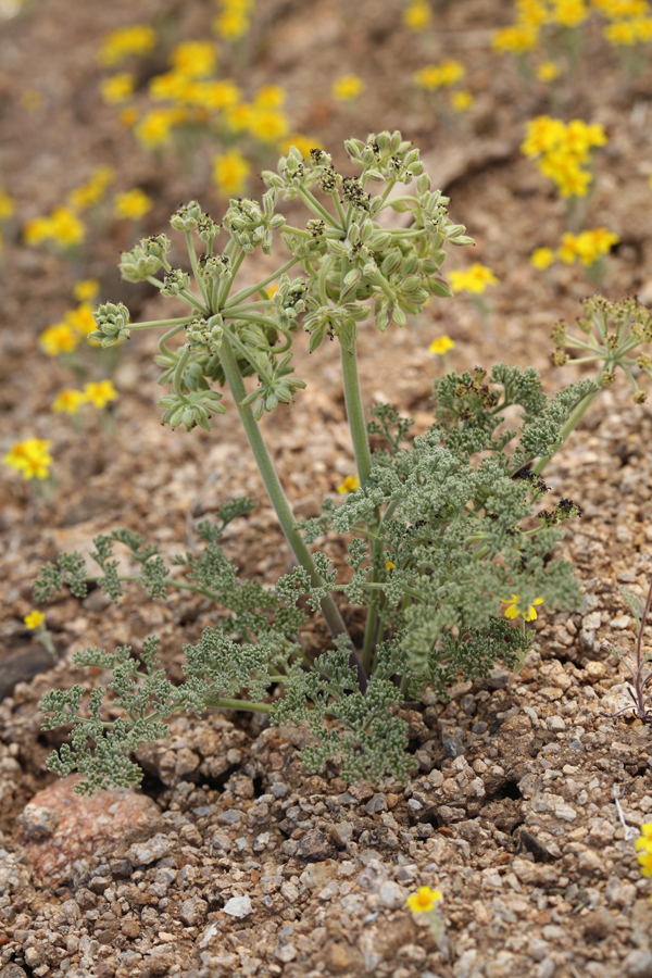 Lomatium mohavense (Coult. & Rose) J. M. Coult. & Rose resmi