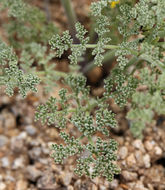 Lomatium mohavense (Coult. & Rose) J. M. Coult. & Rose resmi