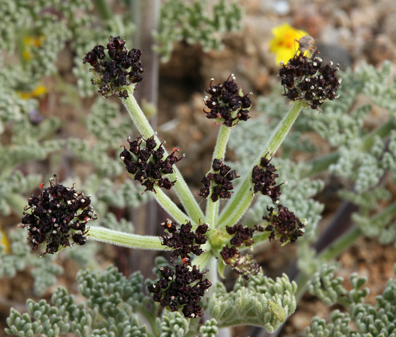 Lomatium mohavense (Coult. & Rose) J. M. Coult. & Rose resmi