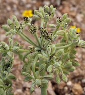 Imagem de Lomatium mohavense (Coult. & Rose) J. M. Coult. & Rose