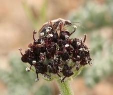 Imagem de Lomatium mohavense (Coult. & Rose) J. M. Coult. & Rose