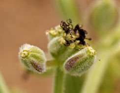 Imagem de Lomatium mohavense (Coult. & Rose) J. M. Coult. & Rose