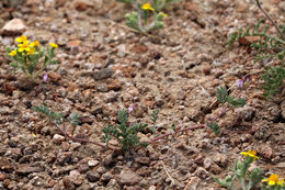 Image of sharpkeel milkvetch