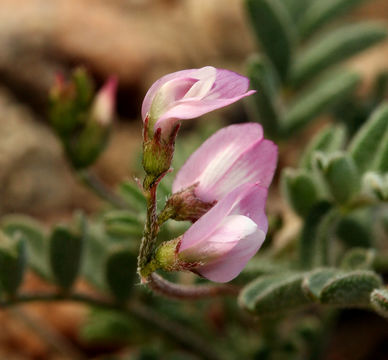 Image of sharpkeel milkvetch