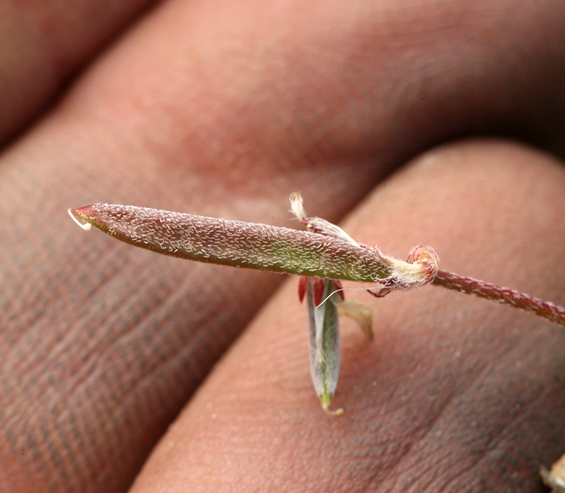 Image of sharpkeel milkvetch