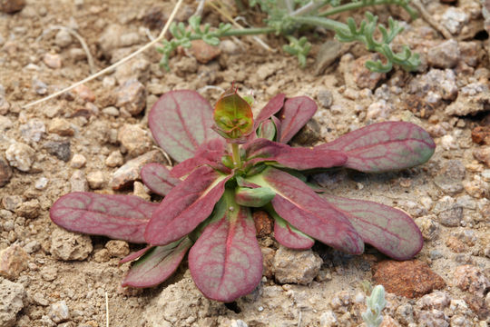 Image of roundleaf oxytheca