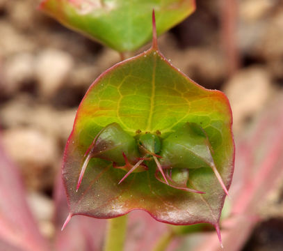 Image of roundleaf oxytheca