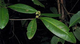 صورة Esenbeckia grandiflora Mart.