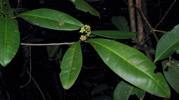 Image of Esenbeckia grandiflora Mart.