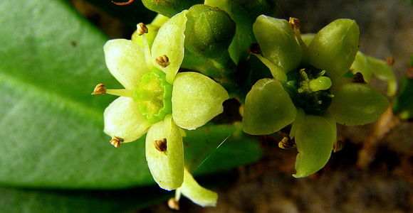 Image of Esenbeckia grandiflora Mart.