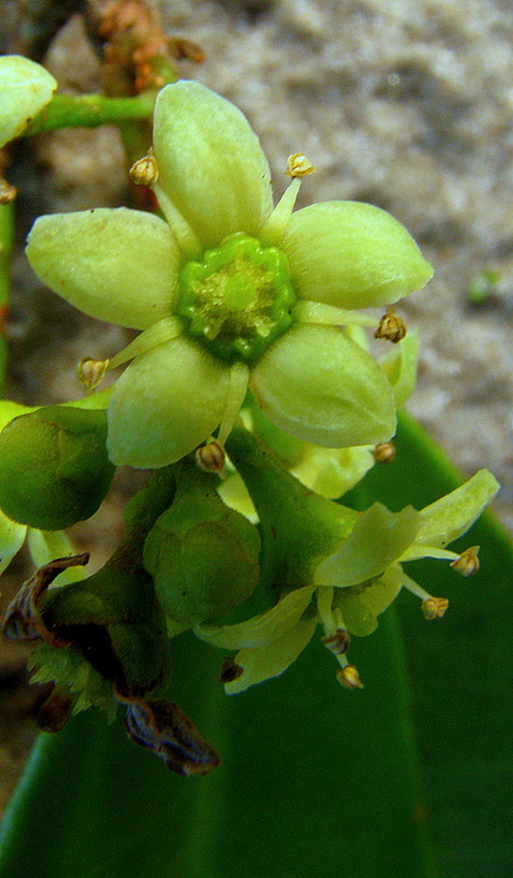 Image of Esenbeckia grandiflora Mart.