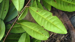 Image of Esenbeckia grandiflora Mart.