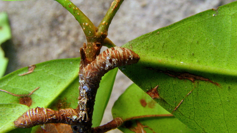 Image of Esenbeckia grandiflora Mart.