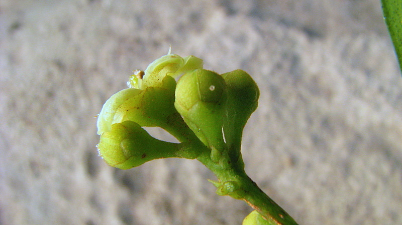 Image of Esenbeckia grandiflora Mart.