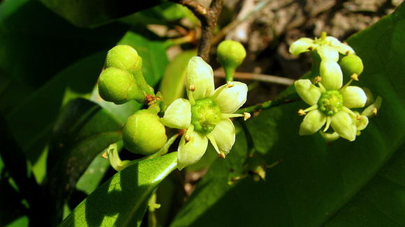 Image of Esenbeckia grandiflora Mart.