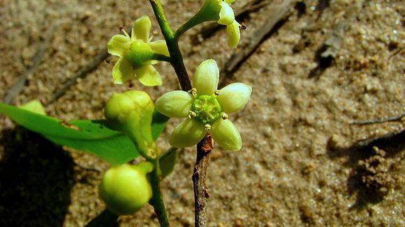 Image of Esenbeckia grandiflora Mart.