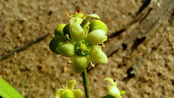 Image of Esenbeckia grandiflora Mart.