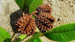 Image of Esenbeckia grandiflora Mart.