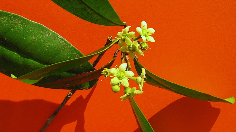 Image of Esenbeckia grandiflora Mart.