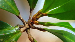 Image of Esenbeckia grandiflora Mart.